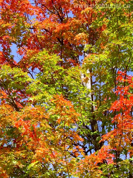 autumn_canada103