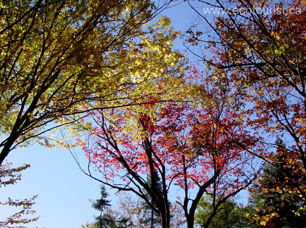 autumn_canada107