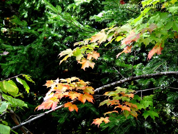 autumn_canada108