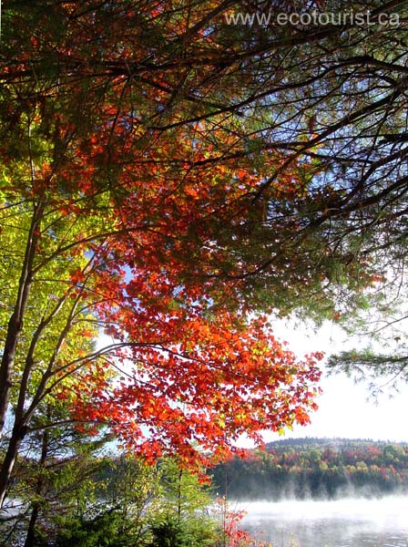 autumn_colors106