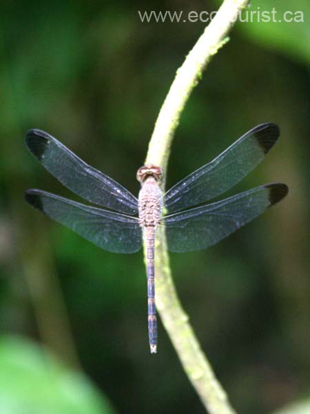 costarica250